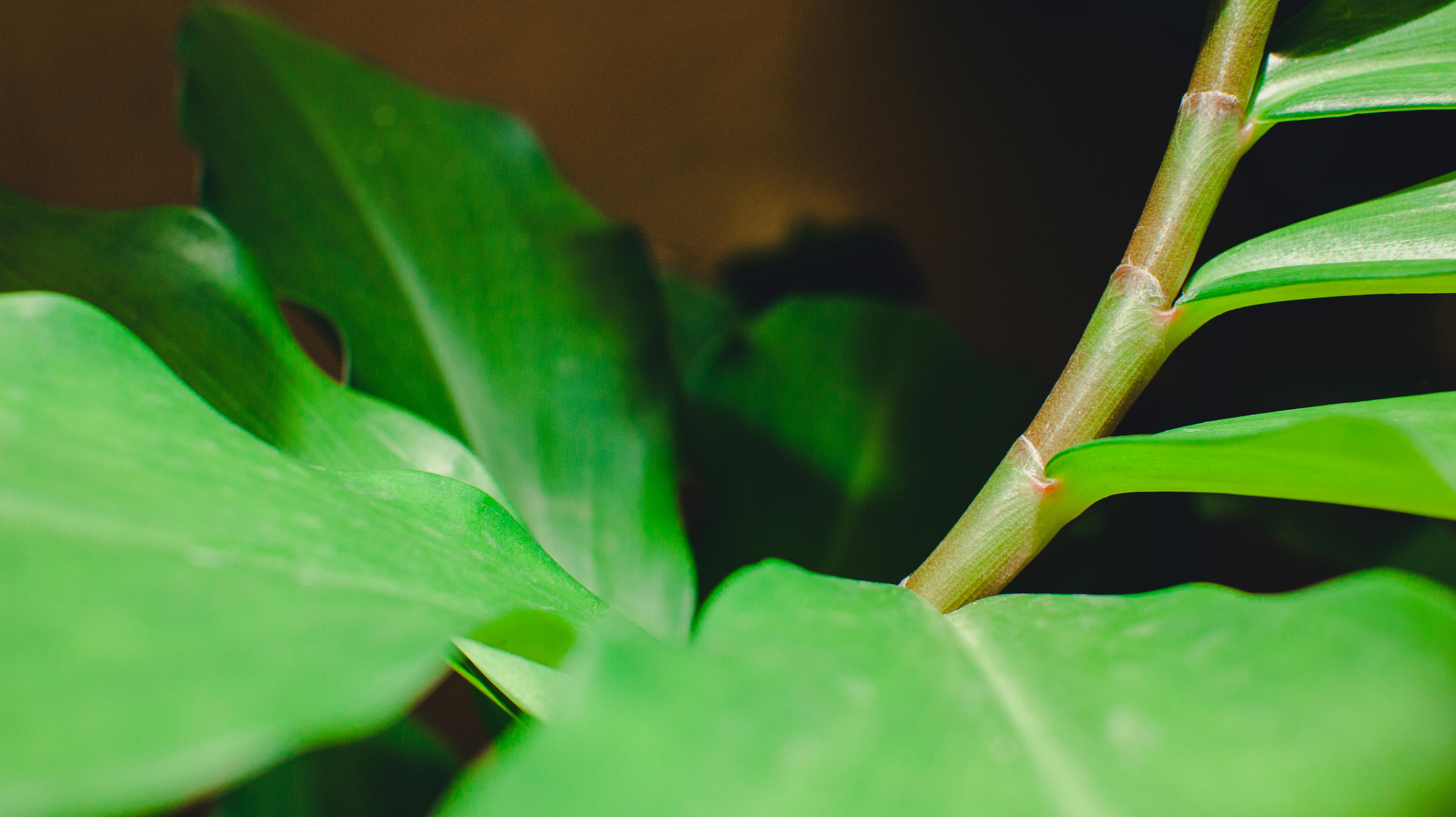 Gardener pruning plants