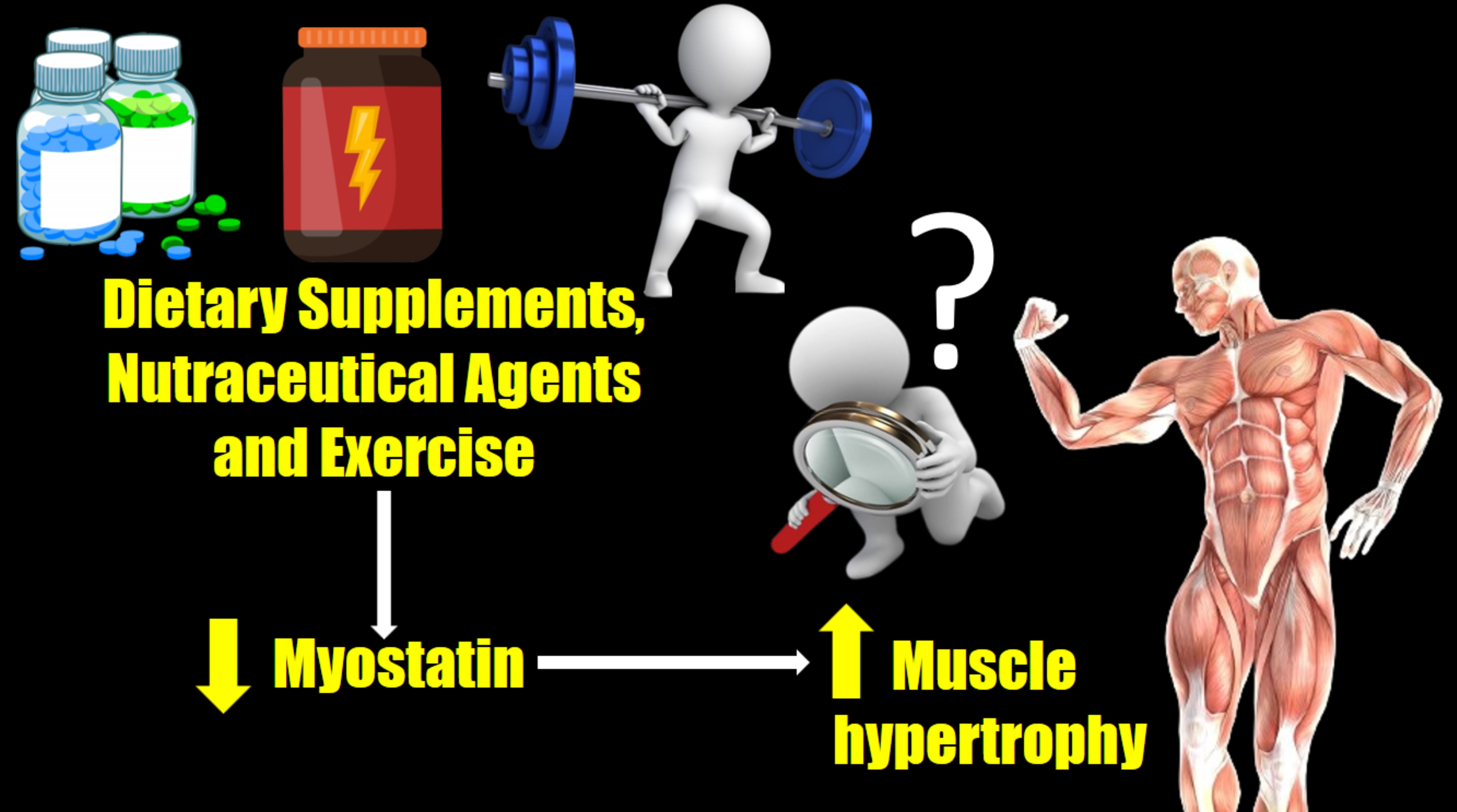 Understanding BCAA Benefits